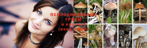 PSILOCYBIN Вязники